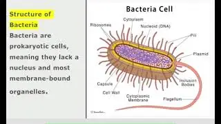 What is Bacteria? Definition, size, shape, characteristics, Function and structure of Bacteria. 