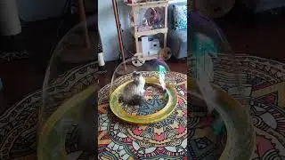 help! cat trapped in bubble