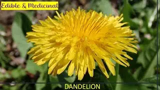 DANDELION - Edible & Medicinal Wild Plants -- Eastern United States [Foraging Fridays]