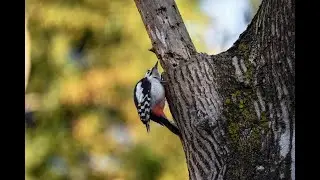 Peaceful Forest Bird Sounds �  3 Hours  No Music
