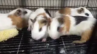 Guinea pig breeding pair + 3 semi adult available 🐰Location Salem,tn 9940999037Transport available