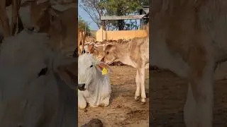 cute cow and calf 😘 #cow #gircow #calves