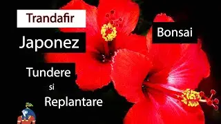 Trandafir Japonez 🌹 Replantare si Tundere Bonsai | feb 2021 - Replantare #15