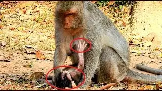 What Happen Wrong?, Pitiful New Baby Julina What Mother Doing?, Julina Too Small so Hungry,