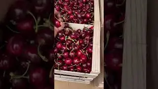 NUEVA variedad de cerezos #agriculture #agricultura #cerezos #cereza #cherry #fruit #fruta