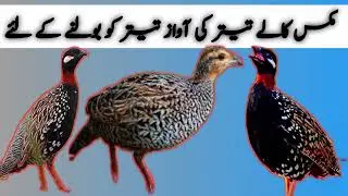 Mix Kale Teeter Ki Awaz Teeter bolwane K Liye