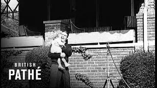 Young Stribling Loses His Last Fight (1933)
