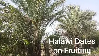 Halawi Dates on Fruiting in my Farm house | Kajoor | Engineer Ka Bagh #gardening #nature #farmhouse