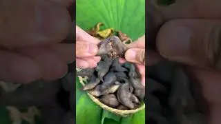 Specialty Water Chestnuts, Does Your Hometown Have This Traditional Plant