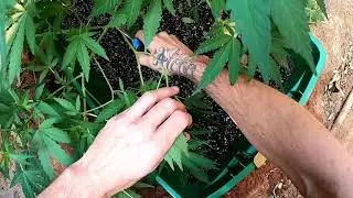 Outdoor cannabis plant training for Higher yield's and Maximize potential (Outdoor garden Ep9)