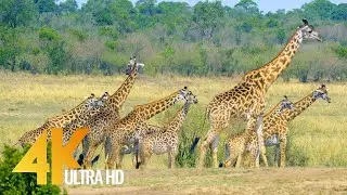 4K Ultra HD Video Wildlife of Maasai Mara 4К видео Дикая природа Африканского заповедника Масаи Мара