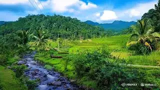 transition of river view on the edge of the rice fields