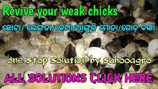 what's reason for chicks leg weakness,Treatment of chicken leg Weakness,କୁକୁଡ଼ା ଗୋଡ଼ ଅଚଳ କାହିଁକି ହୁଏ