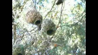 The Master Weavers of the Avian World: Discover the Intricate Nests and Vibrant Plumage of Ploceidae