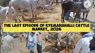 The  last episode of kyemanahalli cattle market@ indian hallikar