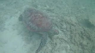 Turtle close up at Great Barrier Reef