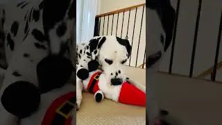 My Dalmatian Is Being So Gentle With His New Christmas Toy 🎄🐾