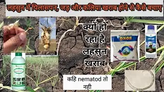 लहसुन में जड़ और कलिया खराब होने के कारण | लहसुन में पिलासपन | garlic desease | root not Nematode