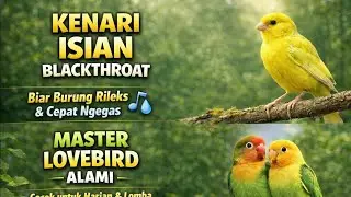 Master kenari isian mewah dan lovebird disertai Gemercik air dan Brainwave