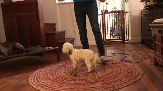 Havanese intro to Microprong