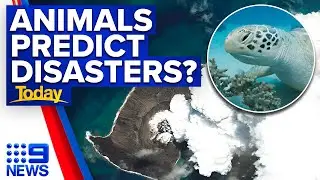 Turtle performs sharp U-turn 24 hours before Togan volcanic eruption | 9 News Australia