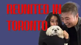 WE FINALLY REUNITED WITH OUR DOG in Toronto! (Tips on relocating your pet overseas)