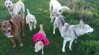 Mixed Breed Service Dog Party | Service Dog Trainer | Legacy Video
