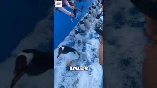 kontes pinguin