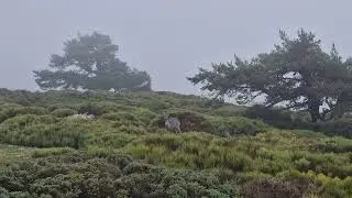 Pt Navacerrada - Miradores Gallarza & Maravillas - Pt Fuenfr&iacute;a - C. Ventoso (cervatillos)