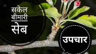 SanJose Scale | Symptoms and Management | Kesang Negi Horticulture Officer