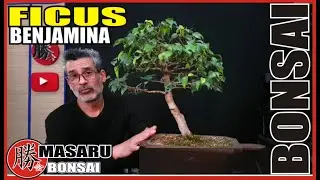 🔴BONSAI FICUS BENJAMINA PINZADO👈