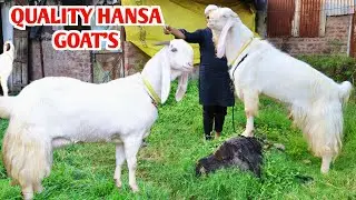 Biggest Hansa Male Famale Spotless At Majid Goat Farm