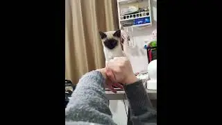 Cats are experiencing a crisis of trust. #cat #funnyvideo #fyp #funnycat #cats #funny