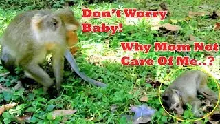 Poor Baby Monkey David Upset Mom Diamond Not Give Milk|David Cry On The Grass Till Mom Come To Care