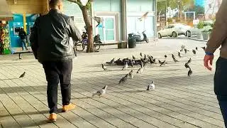 Famous Pigeon Square 🕊️ | Cyprus Old Town