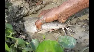 Hand Fish Catching ! Amazing Man Catching Big Catfish by Hand form Deep Fish Hole