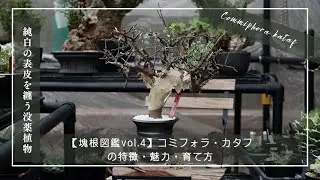 【塊根図鑑vol 4】Commiphora kataf（コミフォラ・カタフ）の特徴・魅力・育て方