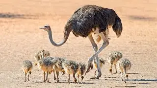 An Ostrich&rsquo;s Eye Is Bigger Than Its Brain!!