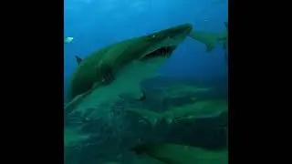 Greynurse Shark June 2023 #scubadiving #ocean #oceanlife #underwaterphotographygraphy #shark