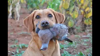 Outdoor Quest Ep#5 2019 Bird Hunting in South Africa