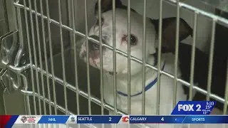 St. Louis County holding second free pet adoption event