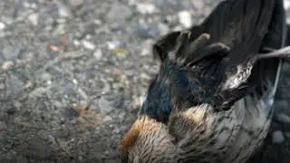 A Valley where Birds commit suicide!