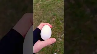 ATW 🥚😱