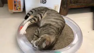 Cozy Pets Cats Hotel - FIFA!!!