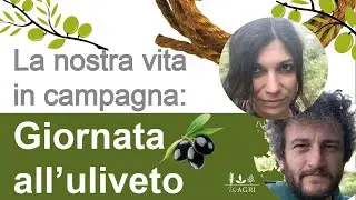 La nostra vita in campagna: potatura di un uliveto, difesa dall'oziorrinco e trasporto ramaglie