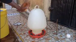 Feeding one day old chicks || kienyeji chicken || hen reproduction.