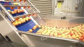 Apple Washing, Waxing & Grading Line for Export  CE Certified Solution