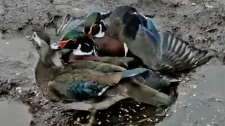 🦆Duck drama | The role of Female in Wood Duck Mating 