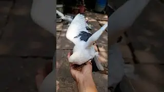 Kabutar 😍 Pigeon 🕊 WhatsApp Status