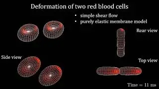 Two red blood cells in shear flow with a purely elastic membrane model